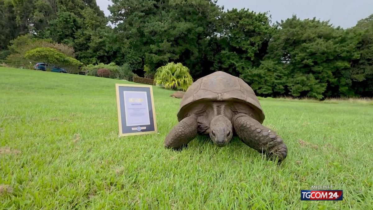 La tartaruga Jonathan, la più longeva del mondo, entra nel Guinness World Record