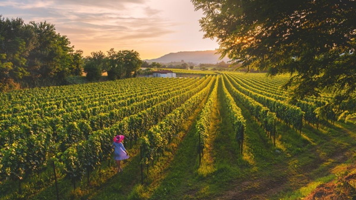 Vigneti della Franciacorta