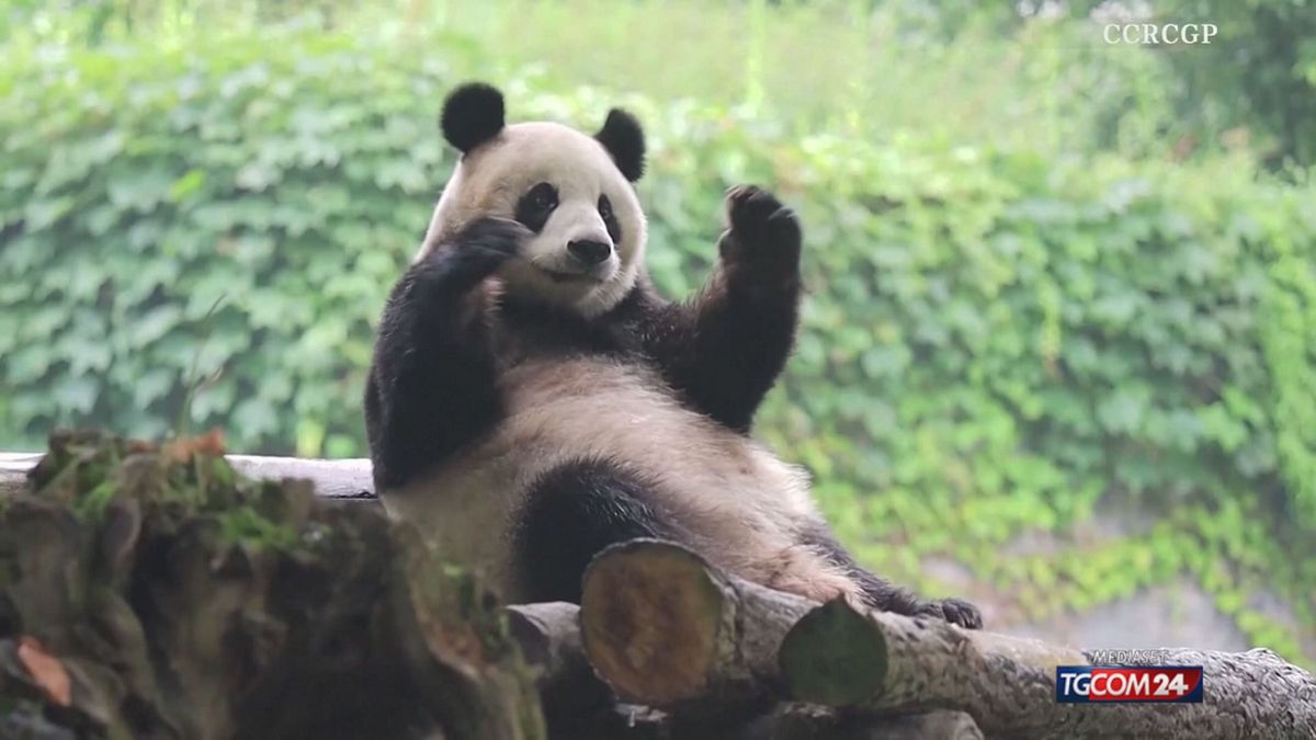 PANDA GIGANTE CINA X SITO SRV