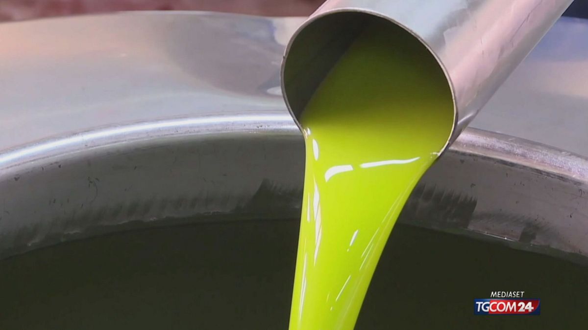 Allarme olio falso: "Otto bottiglie su dieci non sono extravergine"