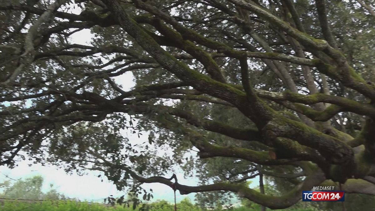 Toscana, le fiamme divorano un albero ultracentenario
