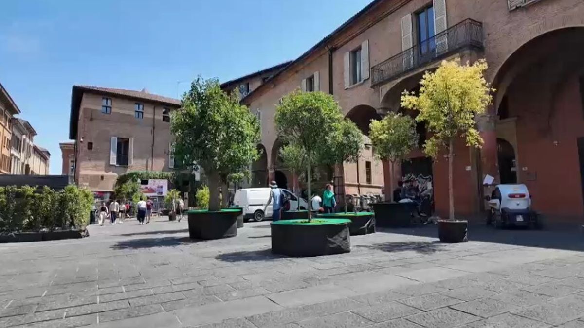 Bologna, polemica per il no del comune all'acquisto di alberi per nuove zone d'ombra