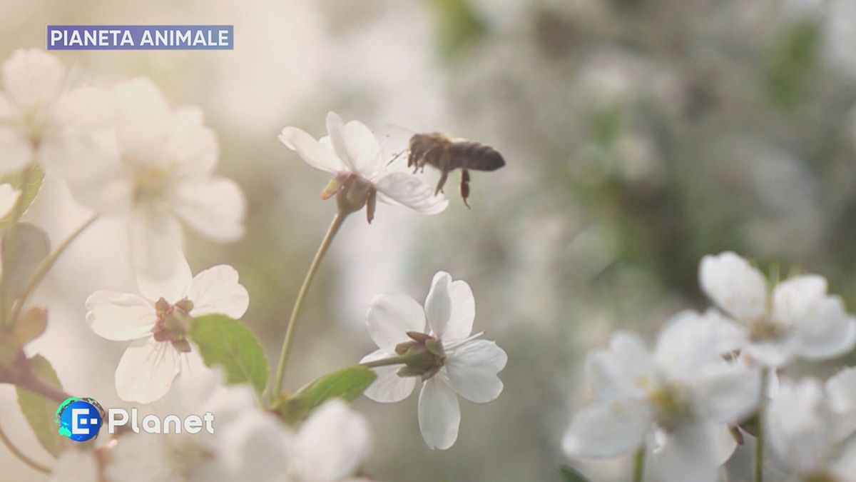 Pianeta Animale: insetti impollinatori