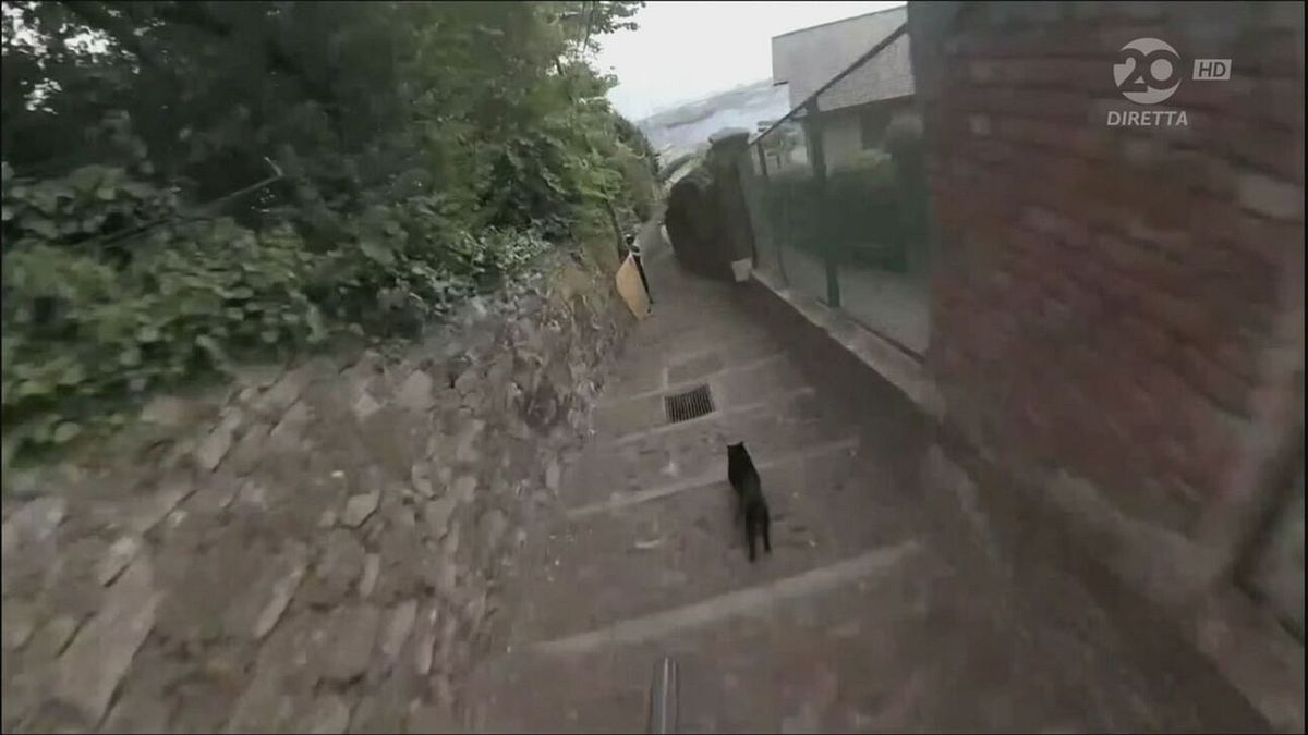 Red Bull Cerro Abajo: gatto nero taglia la strada, telecronista terrorizzato