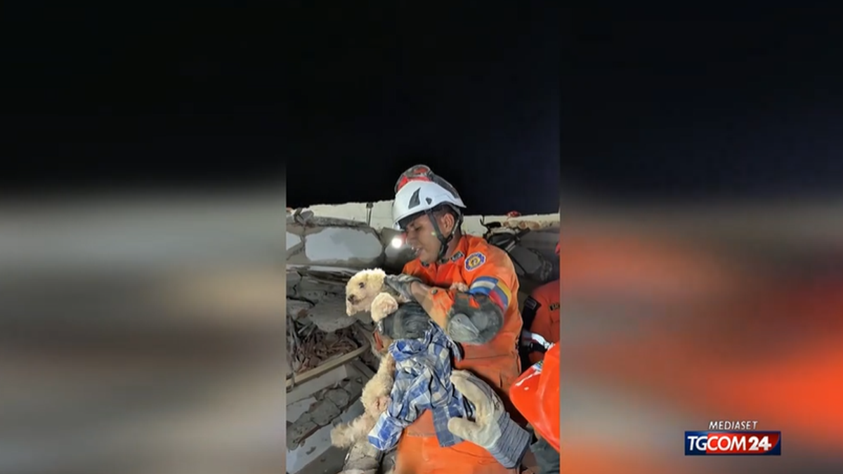 Terremoto Venezuela, estratta viva la cagnolina Giselle