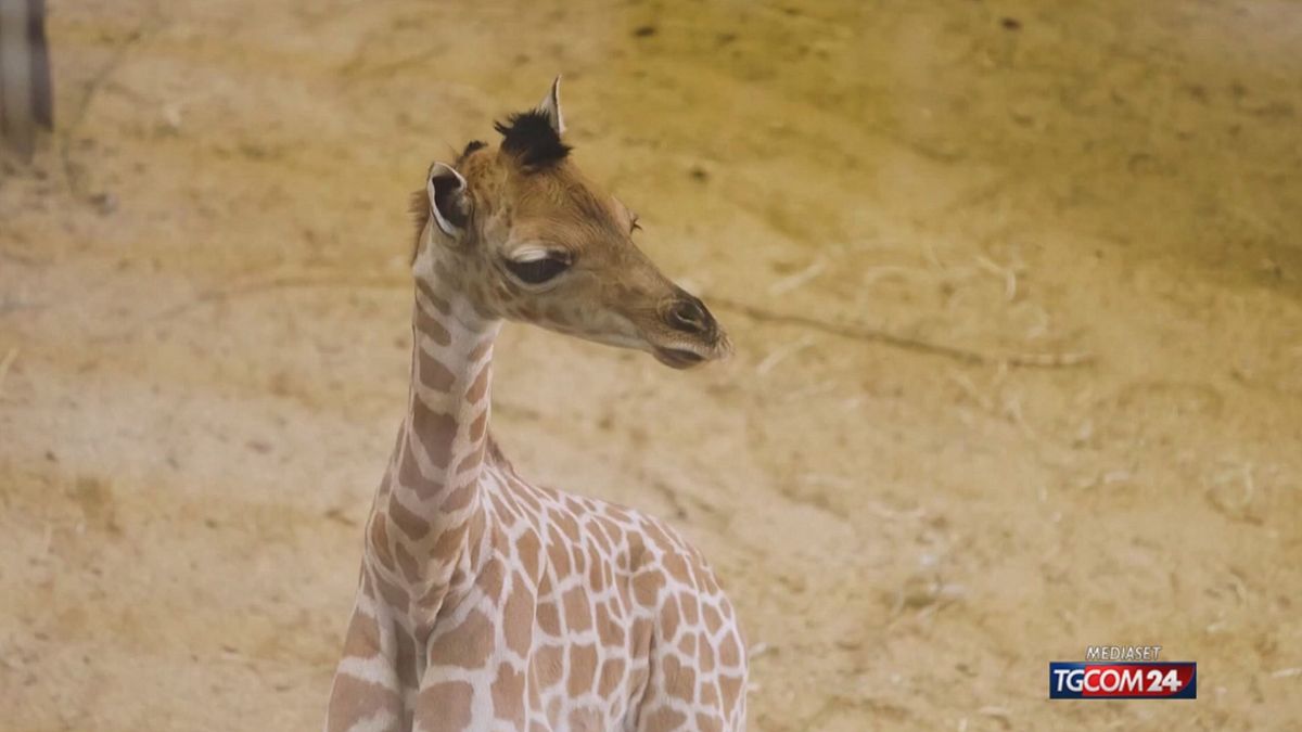 Belgio, allo zoo di Malines arriva un cucciolo di giraffa