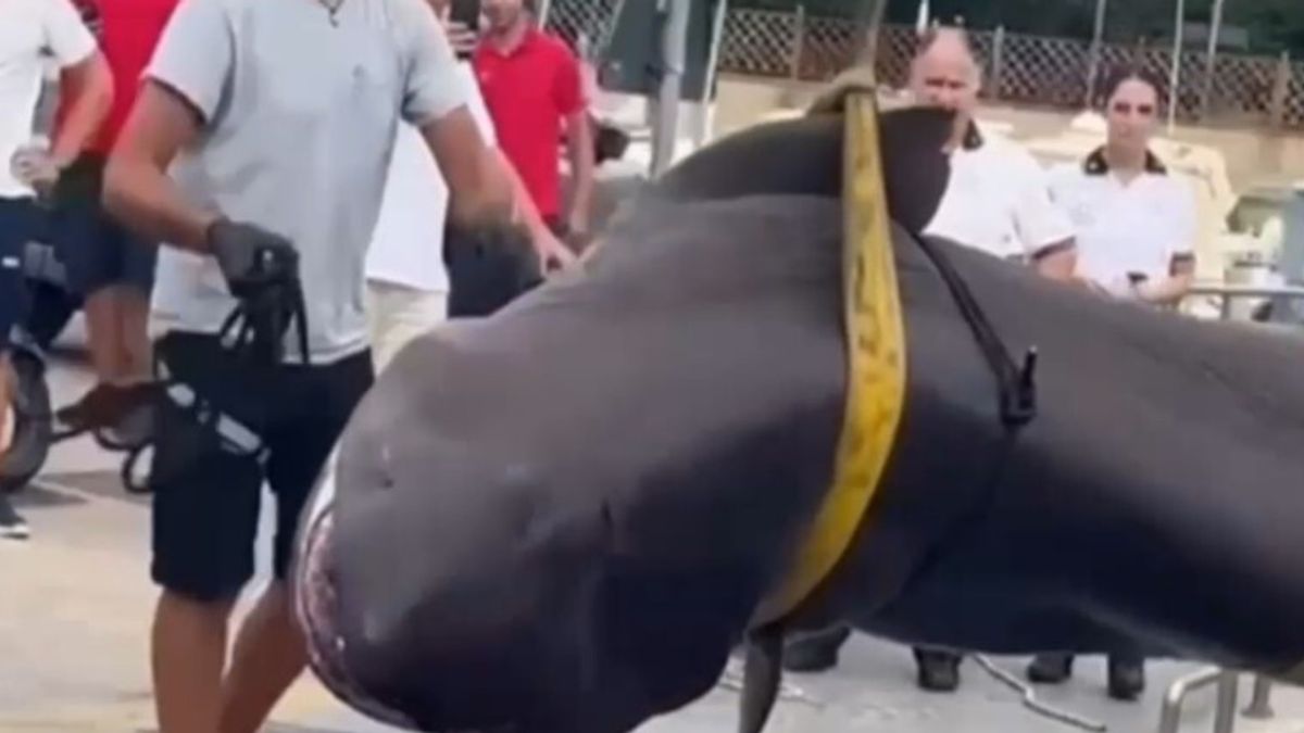 Follonica, i bagnanti trovano uno squalo morto in spiaggia