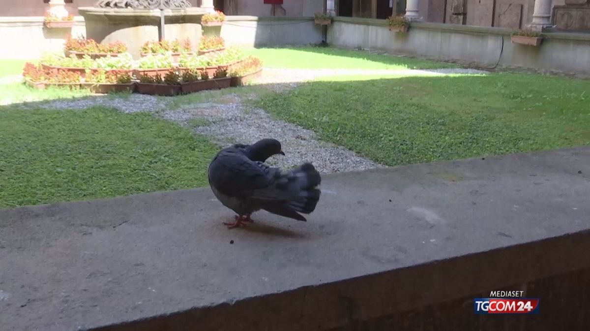 18.00 PADOVA, ANIMALISTI VS FRATI SRV