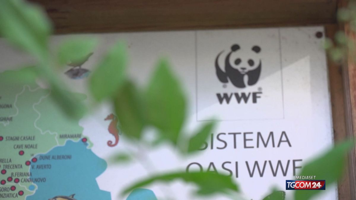 12.00 WWF FA 60 SRV