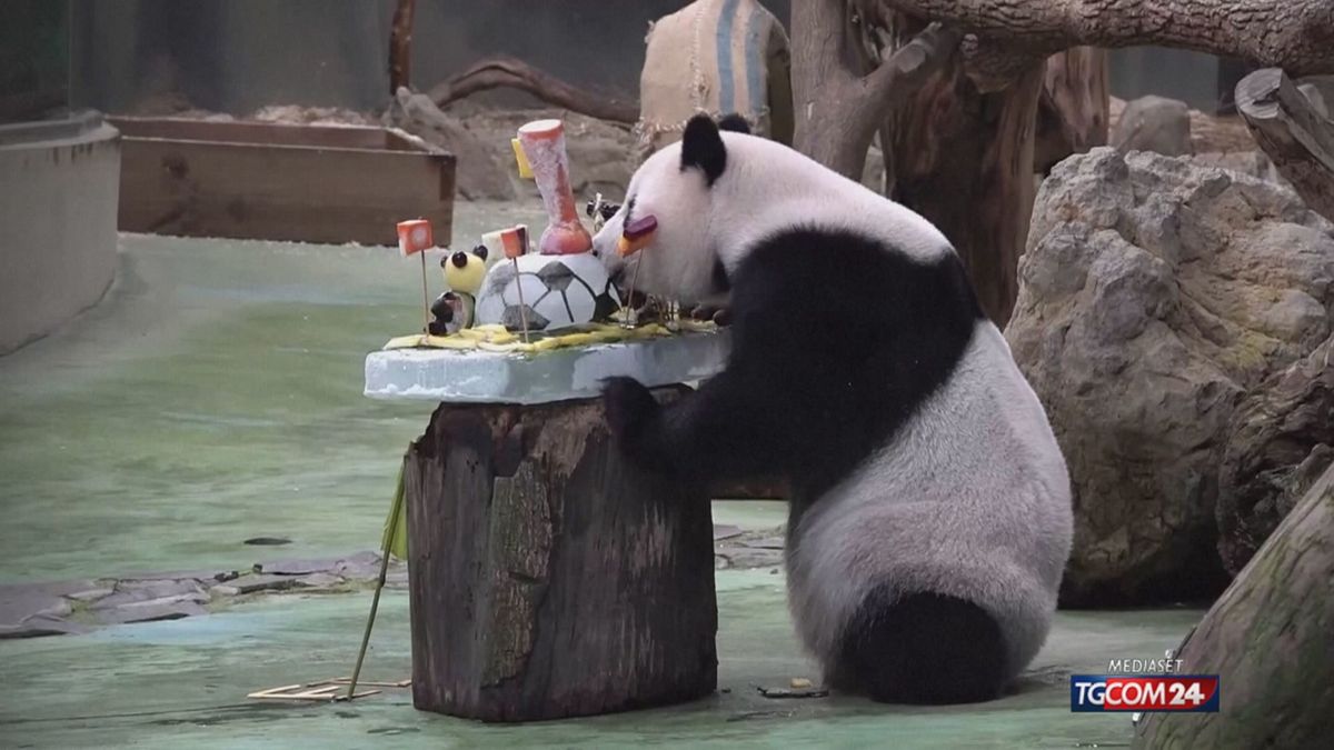 TORTA PANDA TAIWN X SITO SRV