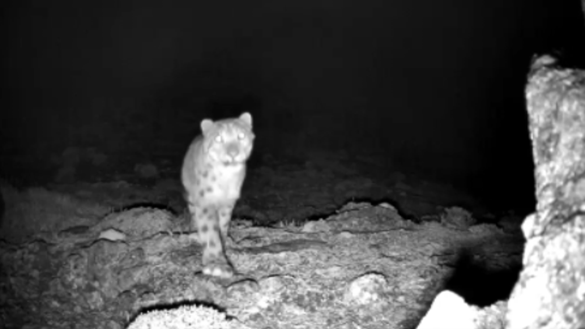 Le spettacolari immagini di un rarissimo leopardo delle nevi in Cina