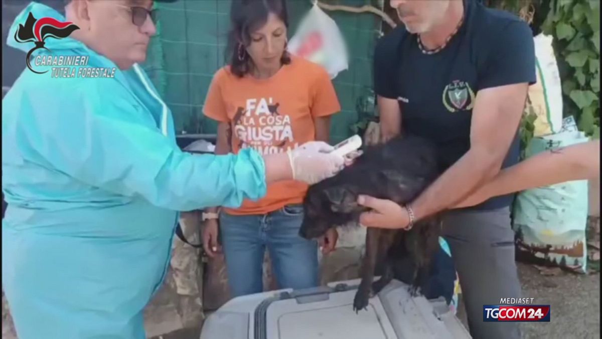 PALERMO CANI MALTRATTATI SRV
