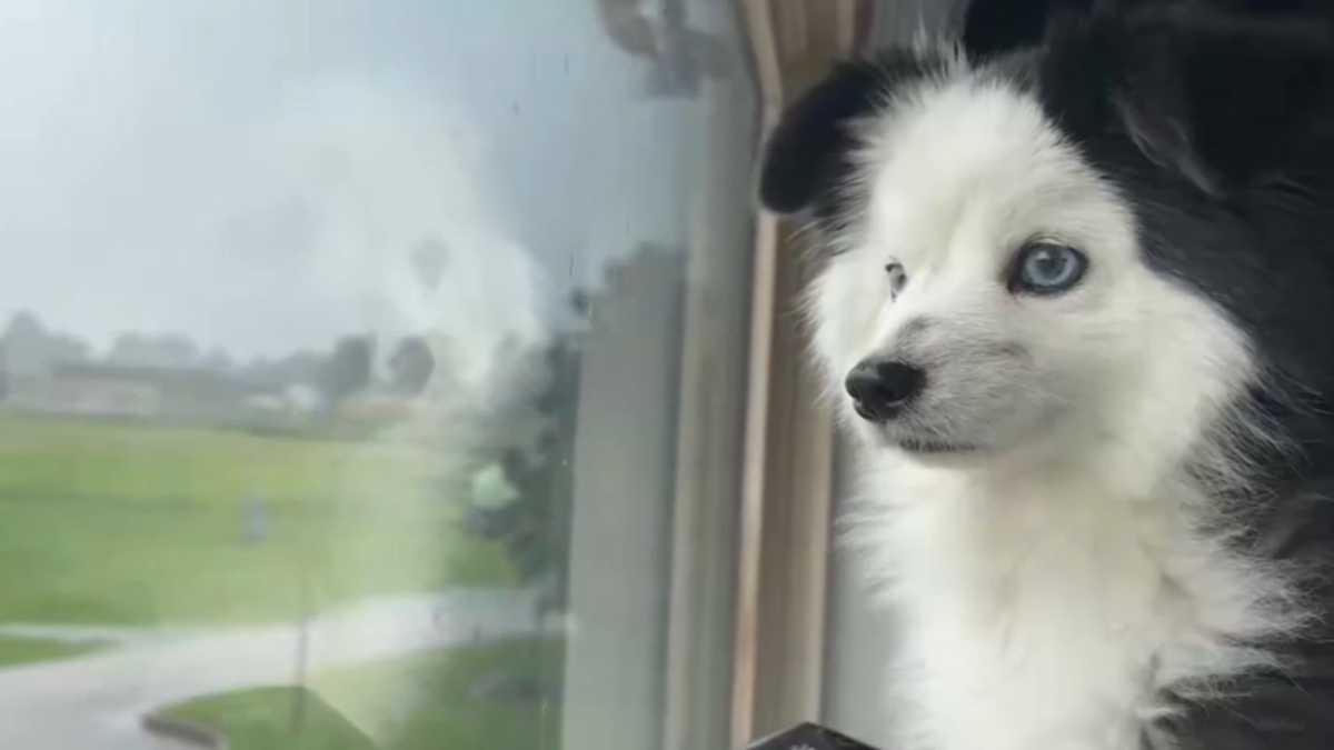 Un cane osserva dalla finestra la pioggia battente: il video conquista il web