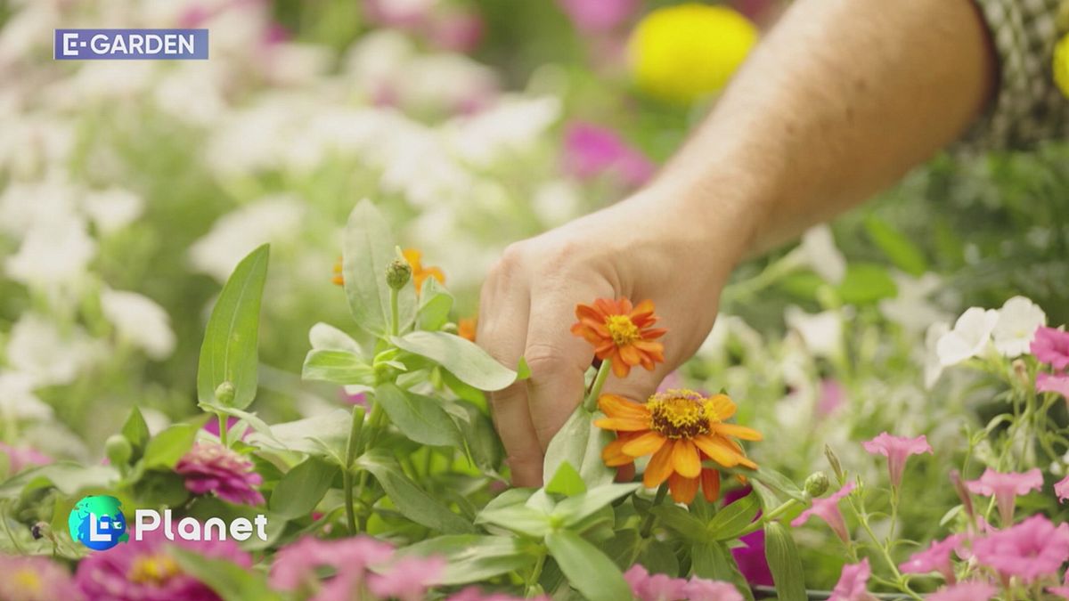 E-Garden: cure estive
