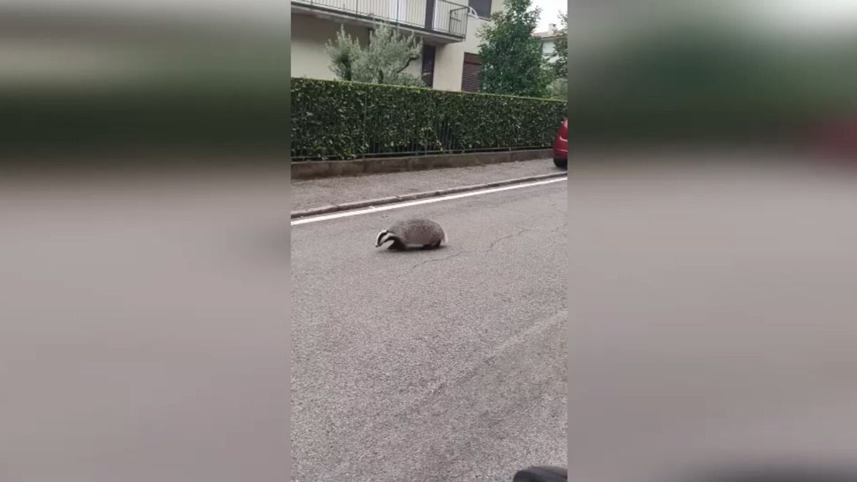 Avvistato un tasso... in via Tasso