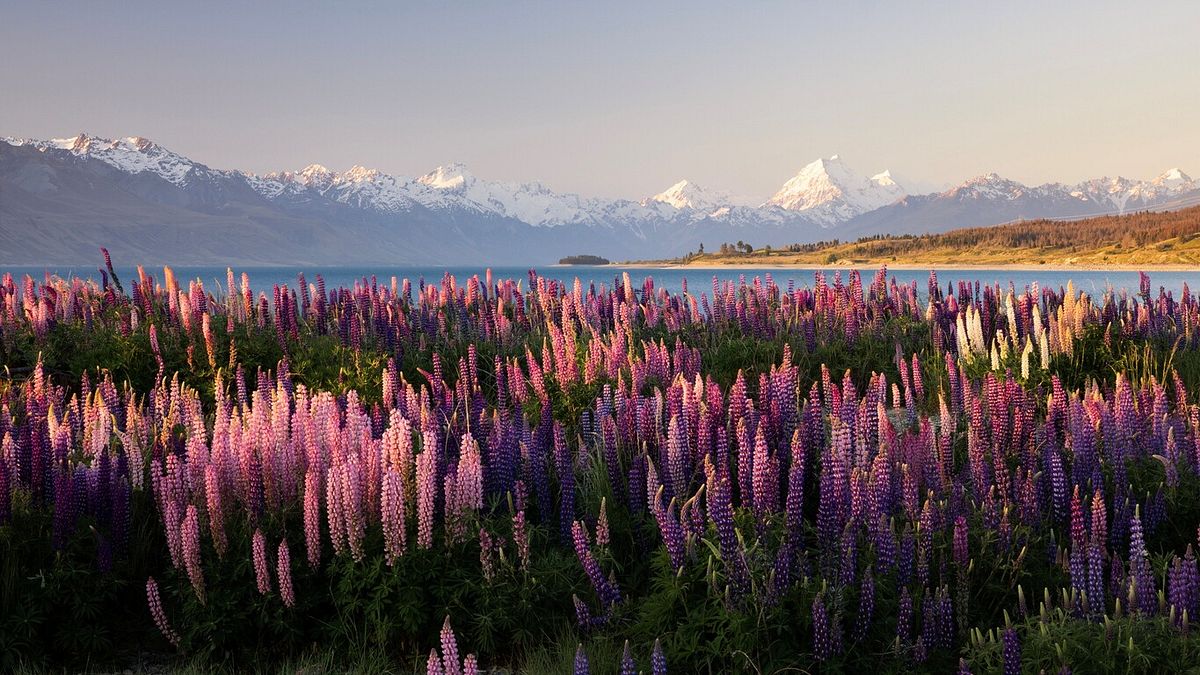 Southern Alps, Isola del Sud (Nuova Zelanda) : la spettacolare fioritura dei lupini