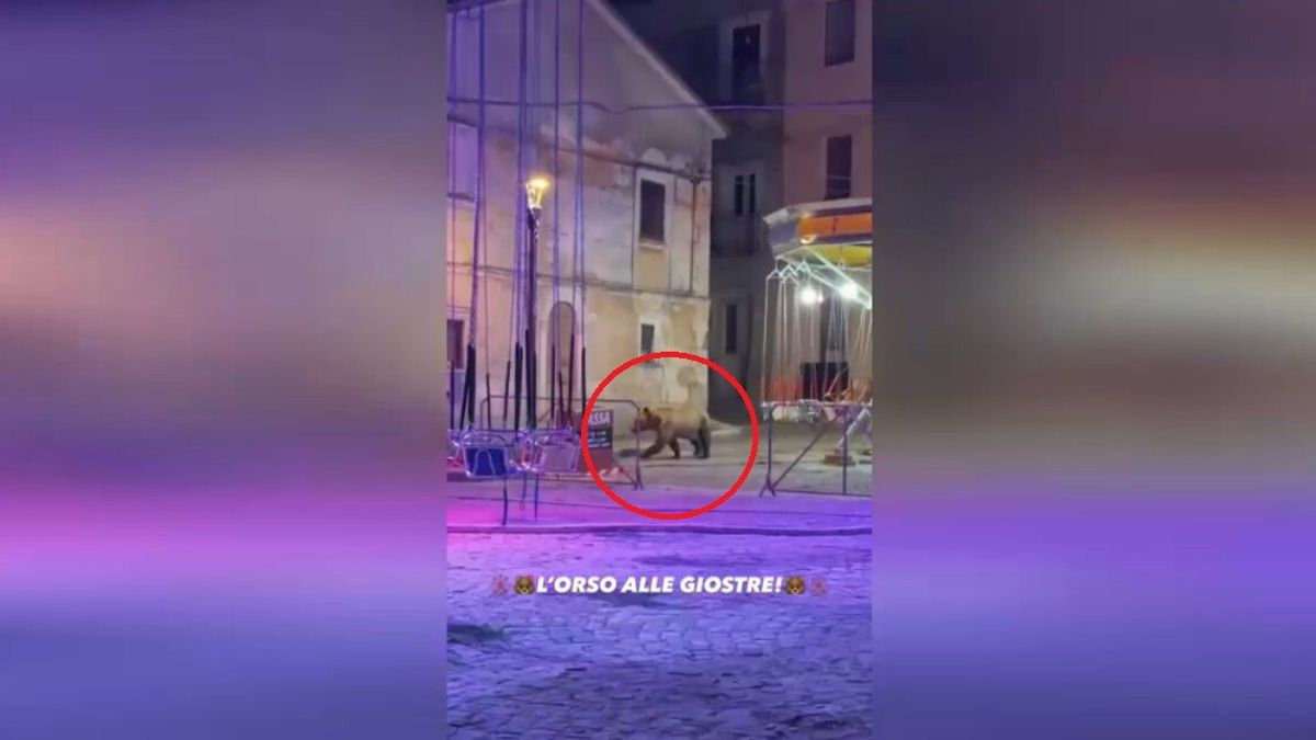 Orso a spasso tra le giostre di Villa Scontrone, nell'Aquilano