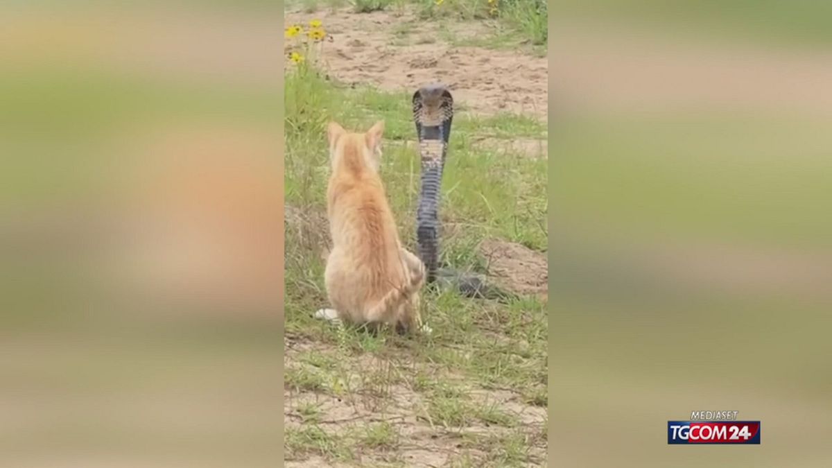 GATTO CONTRO COBRA SITO SRV