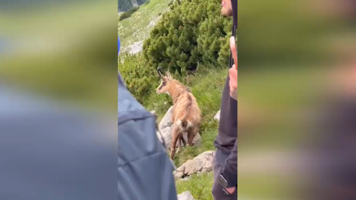 Salvataggio in montagna, anche il camoscio si ferma a guardare