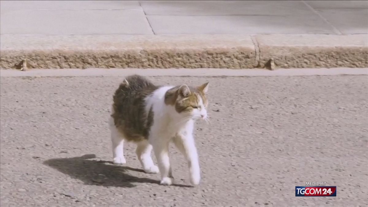 LARRY IL GATTO X SITO SRV