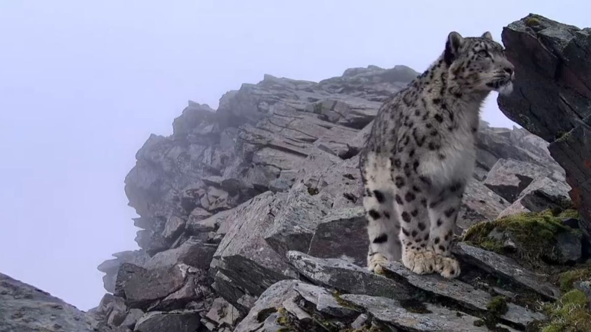 Nuovo raro avvistamento del leopardo delle nevi in Cina