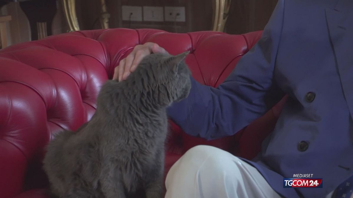 18.00 SALVIAMO I GATTI SFORZESCHI SRV