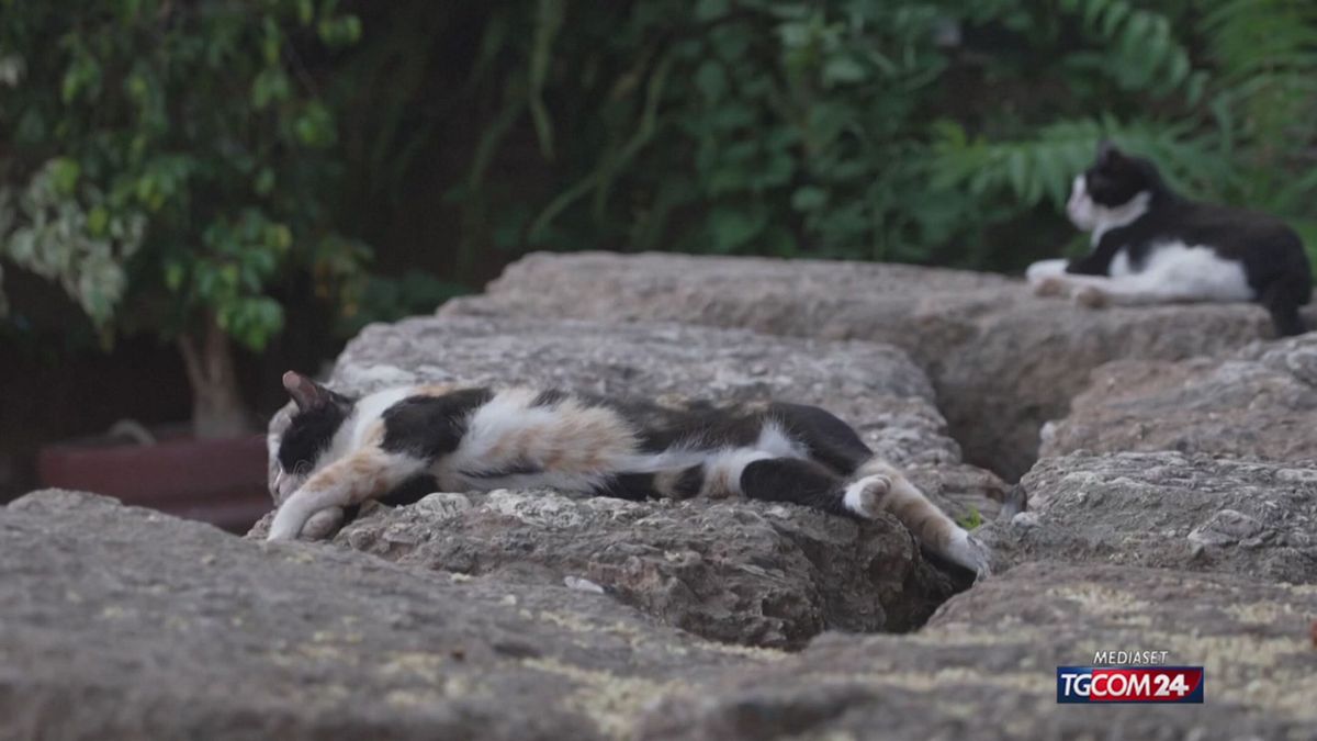 gatti di atene per sito SRV