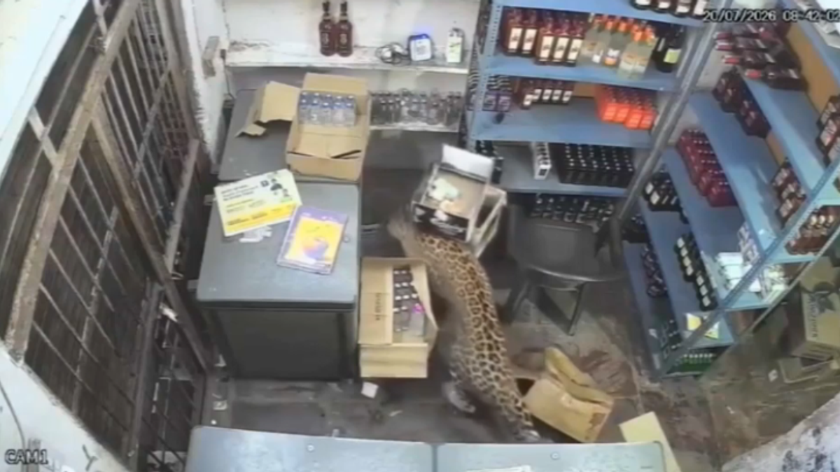 India, un leopardo irrompe in un negozio di liquori: tre feriti