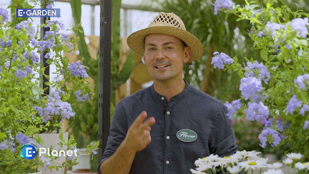 E-Garden: Plumbago