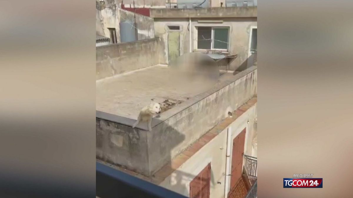 18.05 CANI SALVATI DAL CALDO SRV