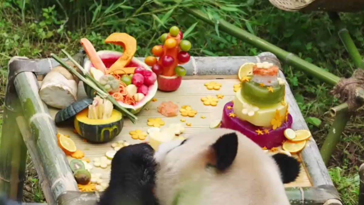 I festeggiamenti del dodicesimo compleanno di Mao Zhu, un panda gigante
