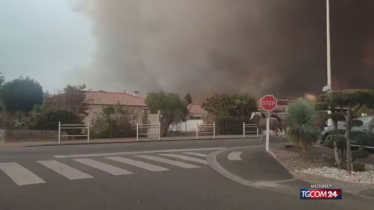 INCENDI FRANCIA FUGA CAVALLI X SITO SRV