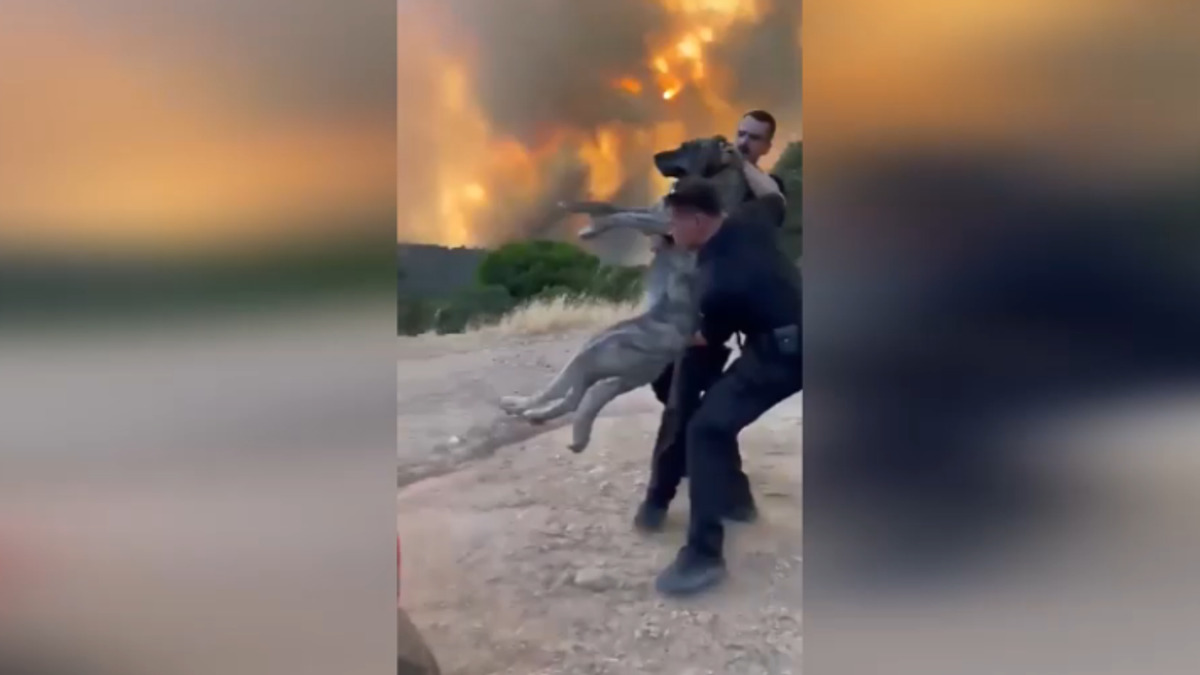 Il commovente salvataggio di un cane da un incendio boschivo