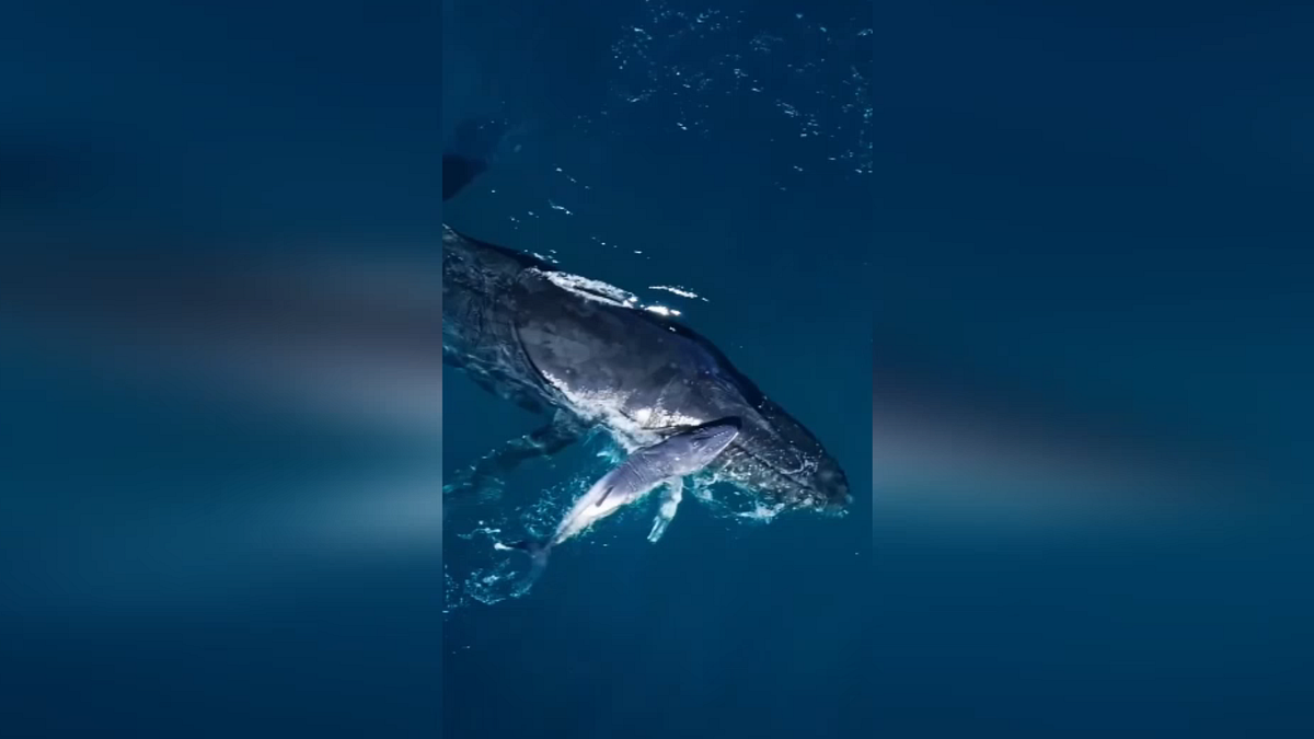 Australia, un drone cattura le meravigliose immagini del parto di una megattera