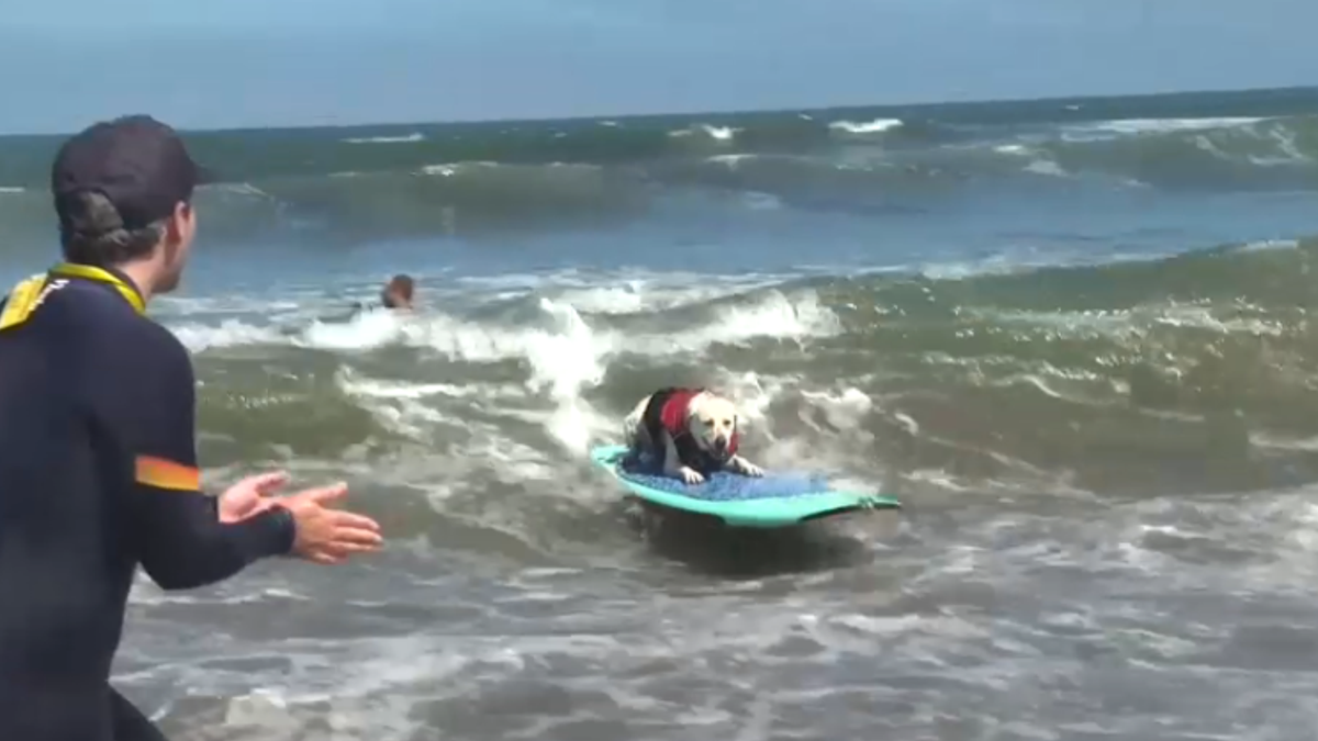 Surfisti a quattro zampe: in Usa il campionato mondiale per i cani