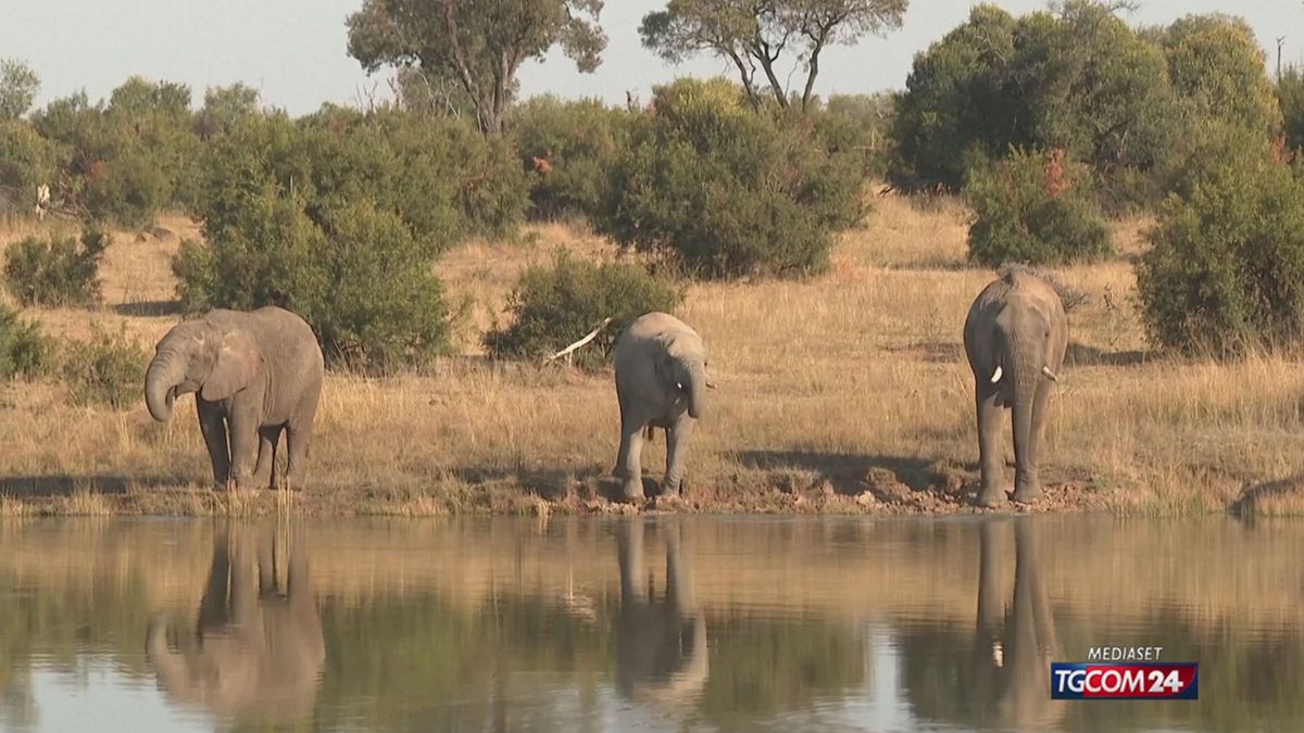 Kenya, si indaga sulla misteriosa morte di 15 elefanti