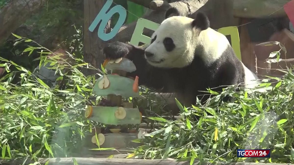 Una coppia di panda festeggia insieme il compleanno
