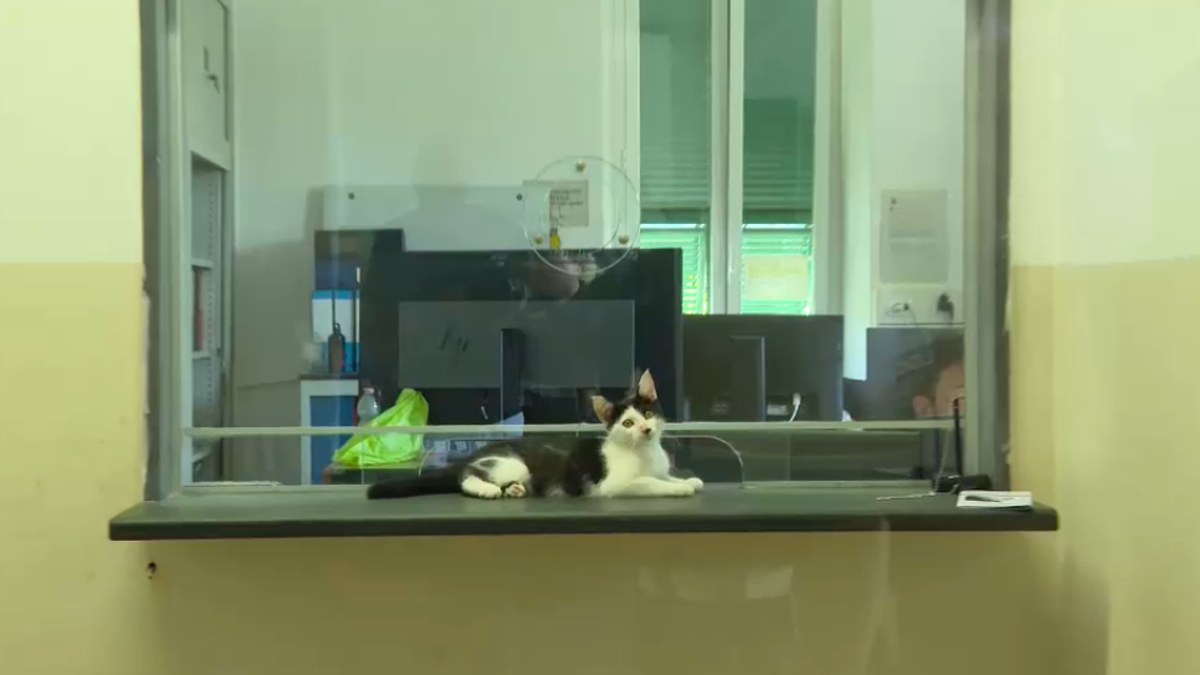 Pielle, il gattino diventato mascotte della Polizia Locale di Loano
