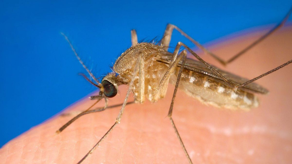 Da Miami 90mila esemplari di zanzara tigre... per eliminare la specie