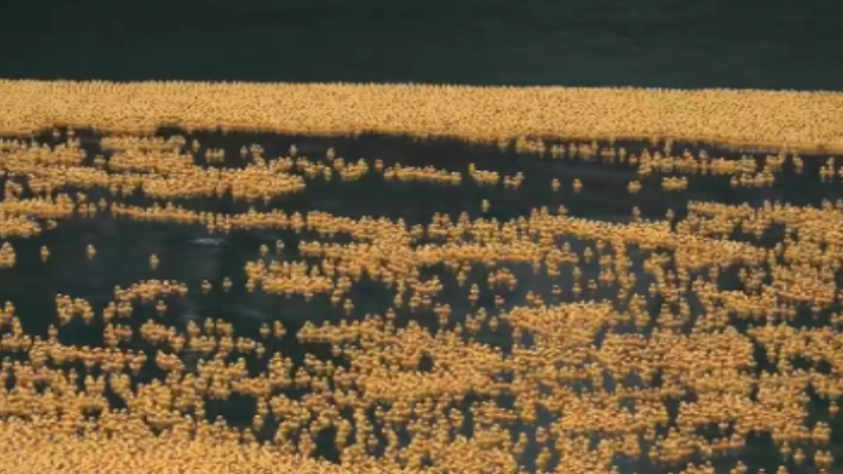Migliaia di paperelle di gomma liberate nel fiume Chicago