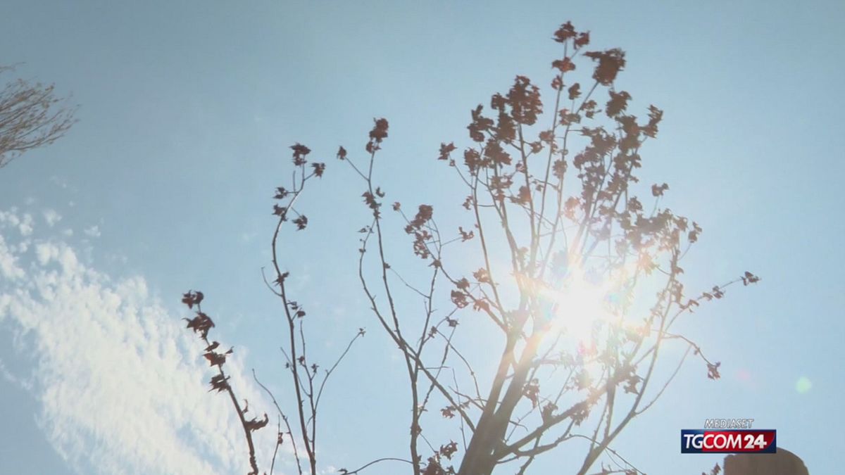 Milano, l'allarme dei residenti: gli alberi stanno morendo