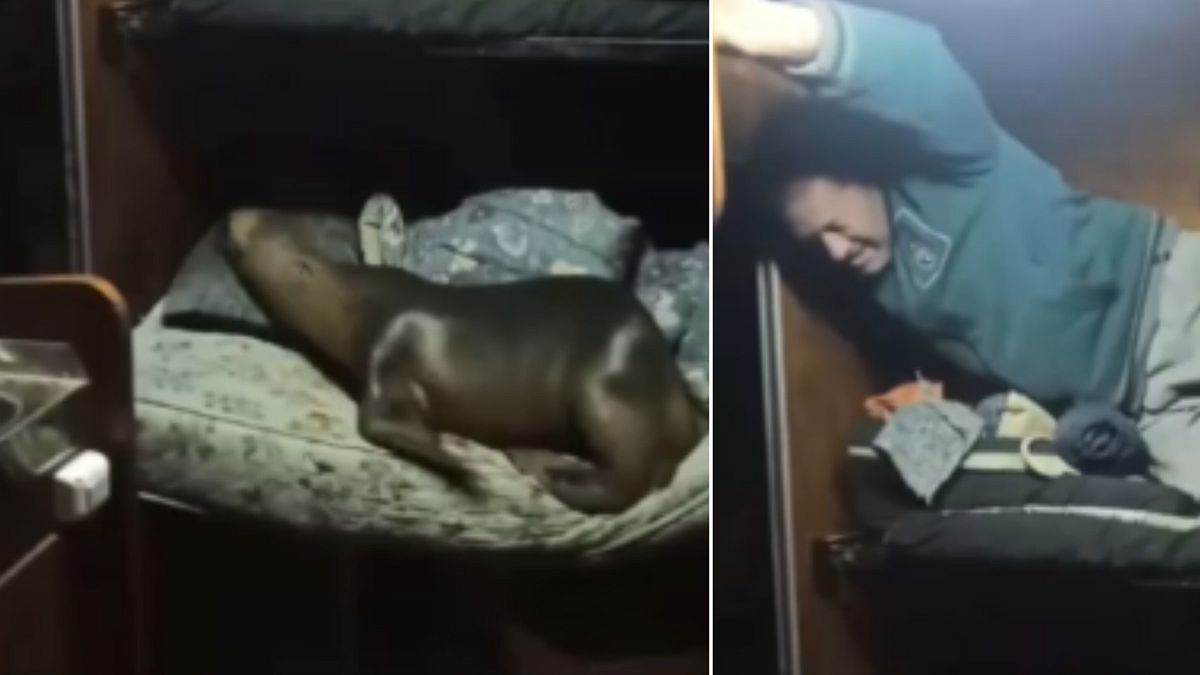 Leone marino sale a bordo del peschereggio... e sveglia tutti russando