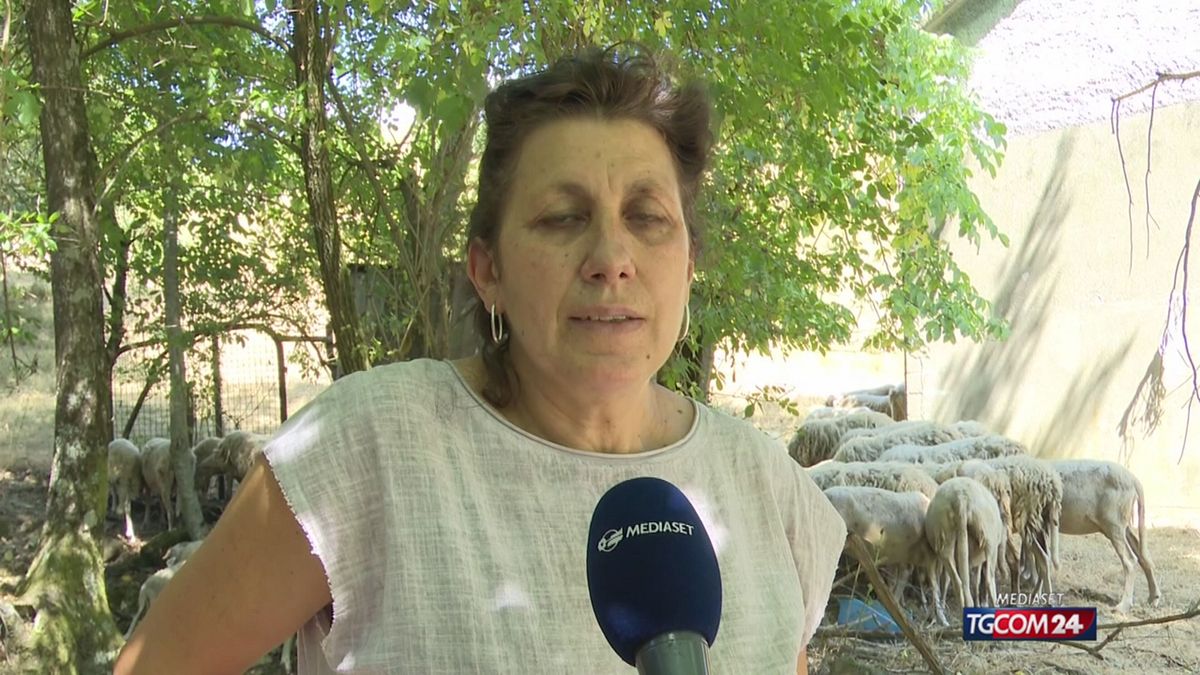 18.00 PASTORA AGGREDITA DAI LUPI SRV