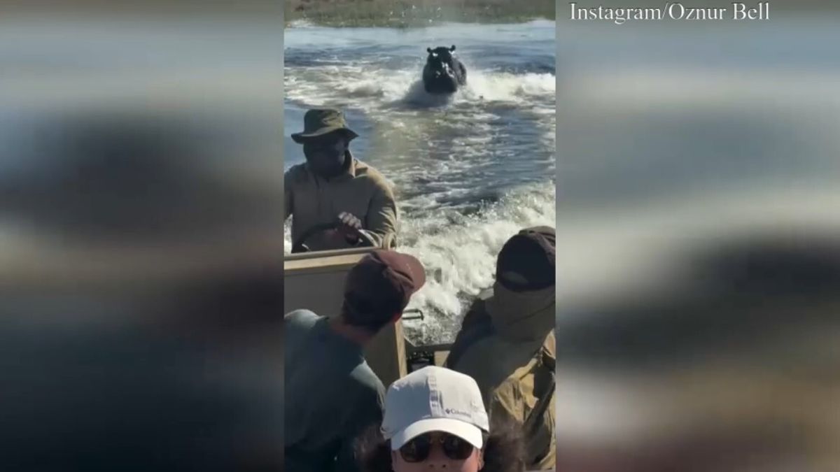 Paura in Botswana, ippopotamo insegue una barca di turisti: la fuga