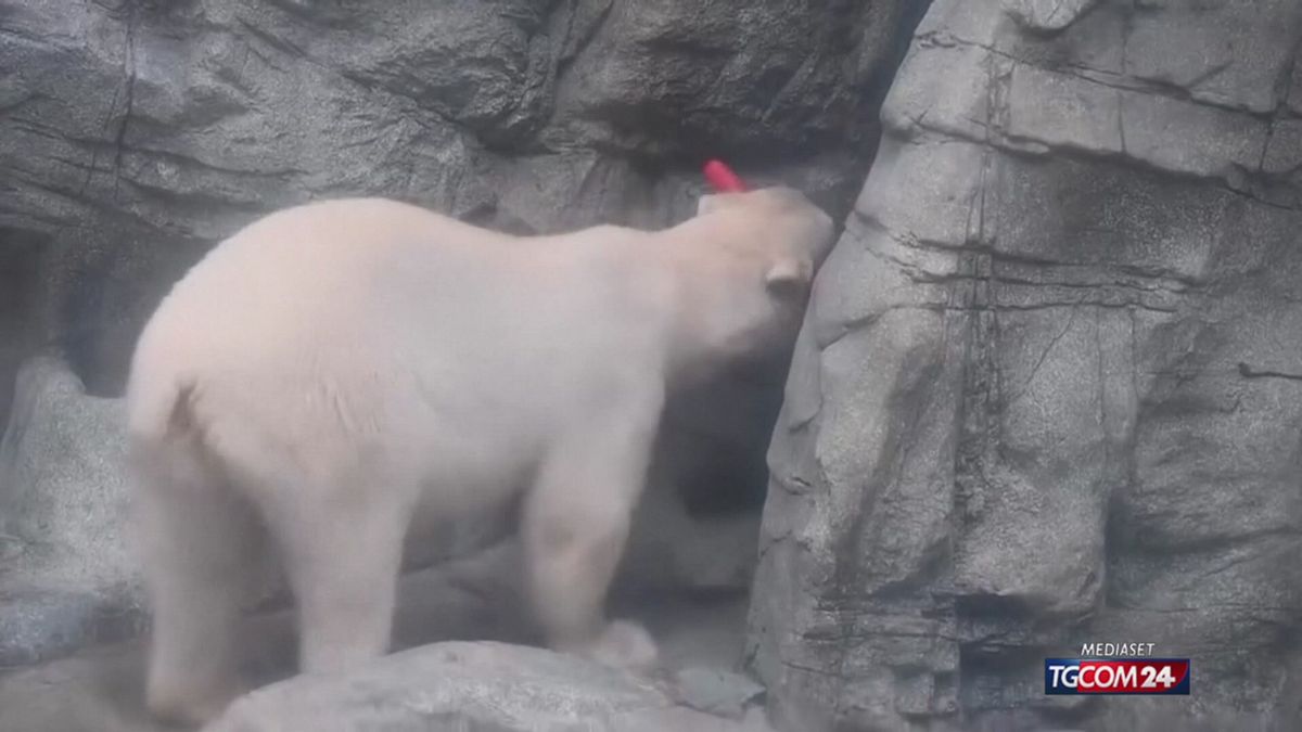 12.00 MCH GIAPPONE, ORSO POLARE VIRALE MCH