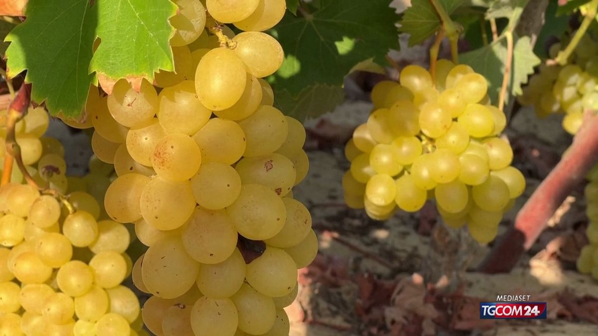 Vendemmia a Gaza x sito SRV