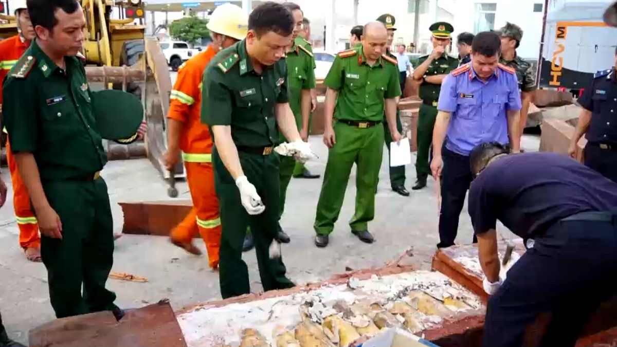 Vietnam, le autorità sequestrano 1,2 tonnellate di avorio proveniente dall'Africa