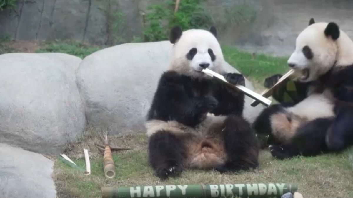 Hong Kong, i gemelli di panda gigante festeggiano due anni