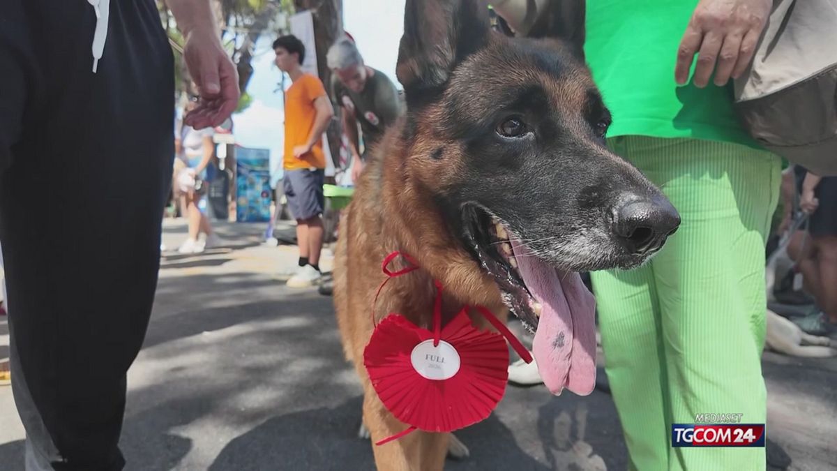 18.00 I CANI EROI SRV