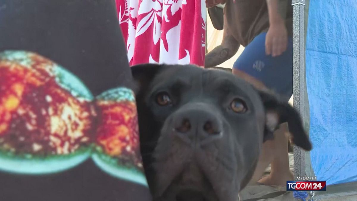 18.00 (NON USARE) VIAREGGIO, VIA LIBERA AI CANI IN MARE SRV